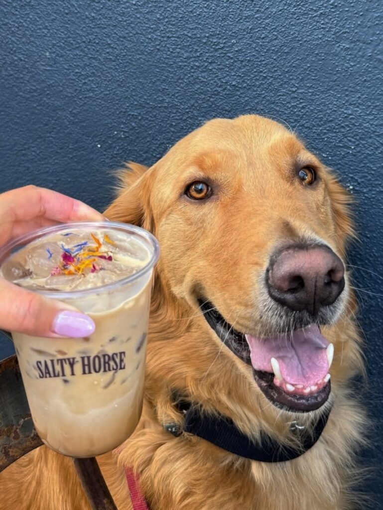 Bring the Dog, Pull Up a Chair A golden retriever posing with an iced Salty Horse latte in a branded cup